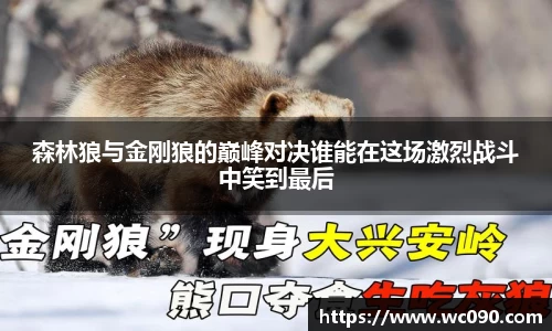 森林狼与金刚狼的巅峰对决谁能在这场激烈战斗中笑到最后